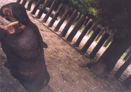 ZOO